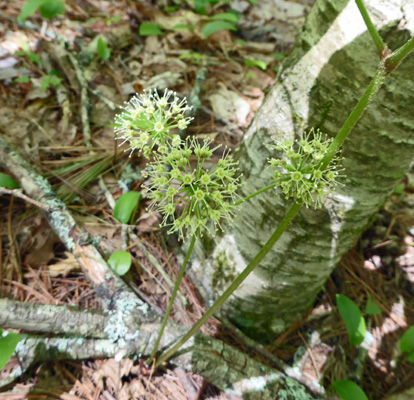 Wild Sarsaparilla (Aralia nudicaulis)