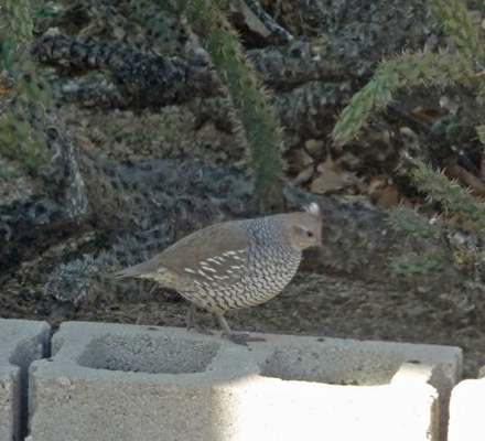 Gamble Quail Lakewood NM