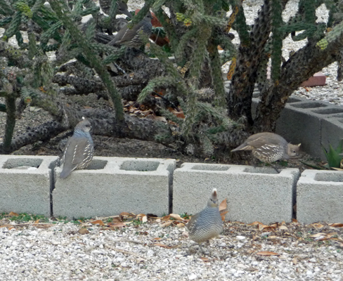 Gamble Quail The Ranch SKP Park