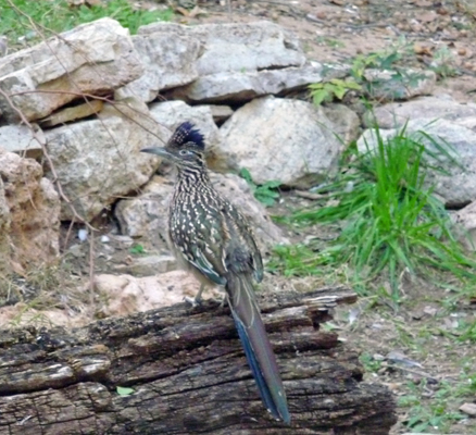 Roadrunner Living Desert Zoo