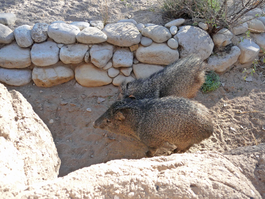 Javelinas Living Desert Zoo