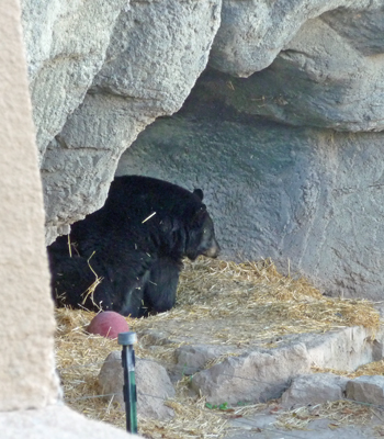 Martha the black bear Living Desert Zoo