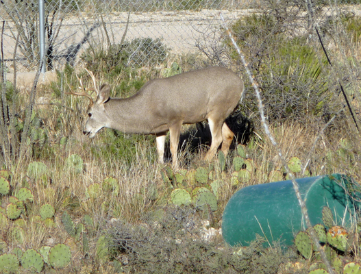 Mule Deer Living Desert Zoo