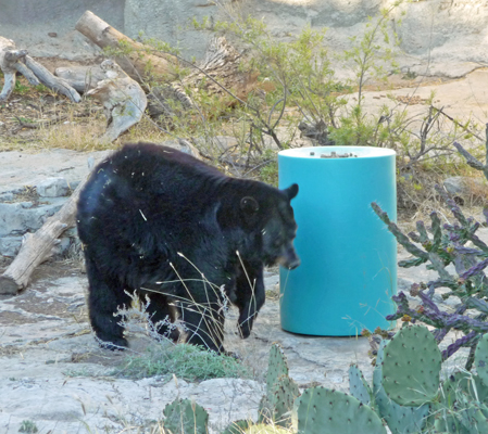 Martha black bear Living Desert Zoo