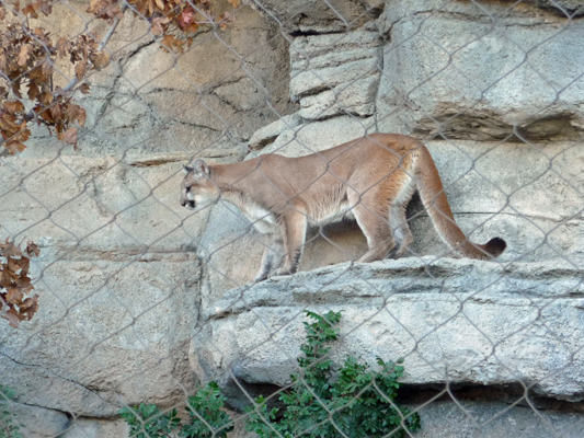 Young cougar Living Desert Zoo