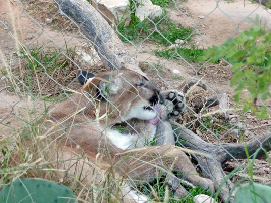 Cougar Living Desert Zoo