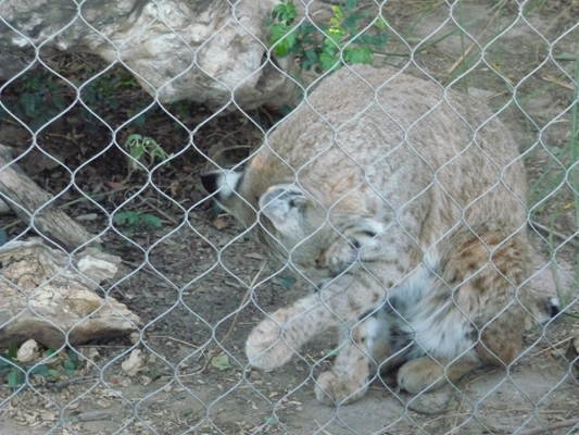 Bobcat Living Desert Zoo