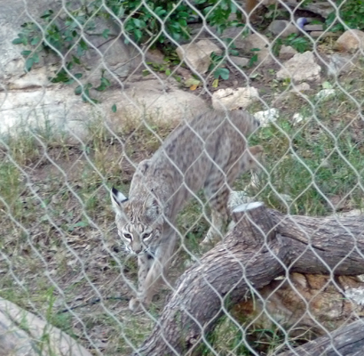 Young bobcat Living Desert Zoo