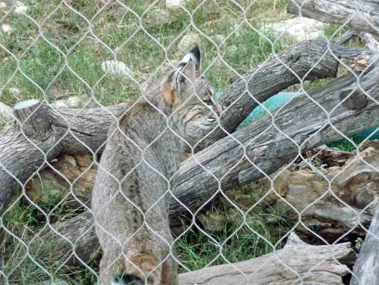 Young bobcat Living Desert Zoo