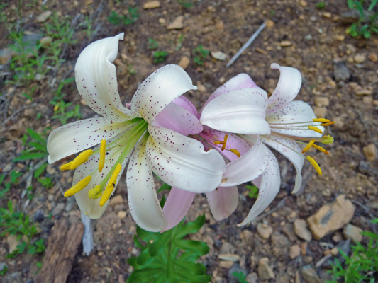 Washington Lily (Lilium washingtonianum)