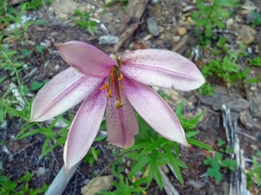 Washington Lily (Lilium washintonianum)