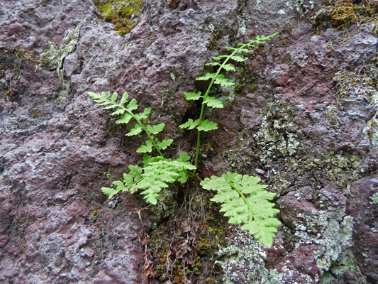 fern growing in crack in rock