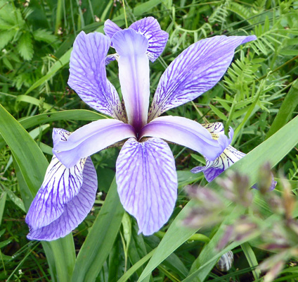 Blue Flag (Iris versicolor)