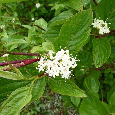 Red Twig Dogwood (Cornus sericea)