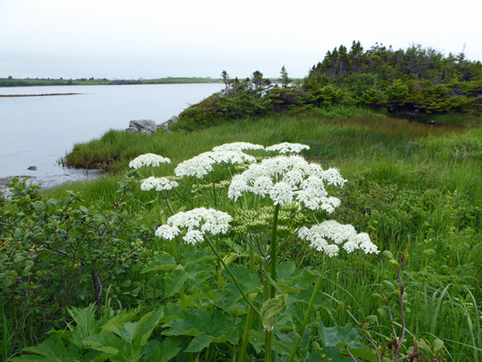 Cow Parsnip (Heracleum maximum)