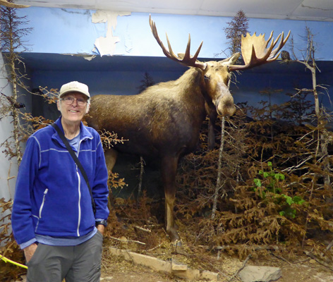 Walter Cooke Codroy Wildlife Moose