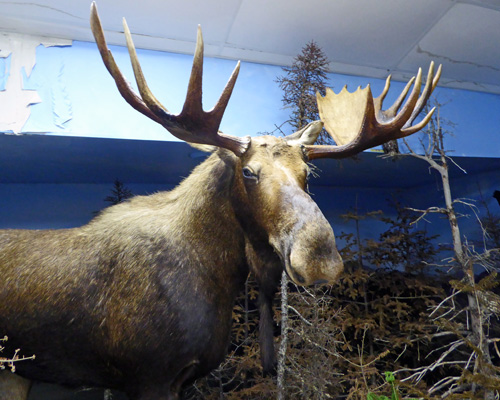 Codroy Wildlife Museum Moose