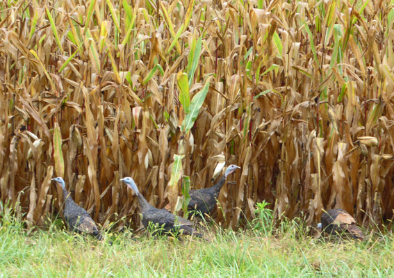 Wild turkeys in corn