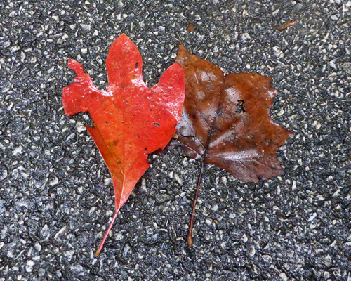 Red and brown leaves