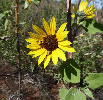 Sunflower with yellow bugs