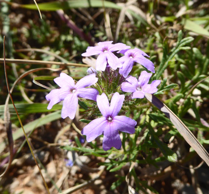 Verbena