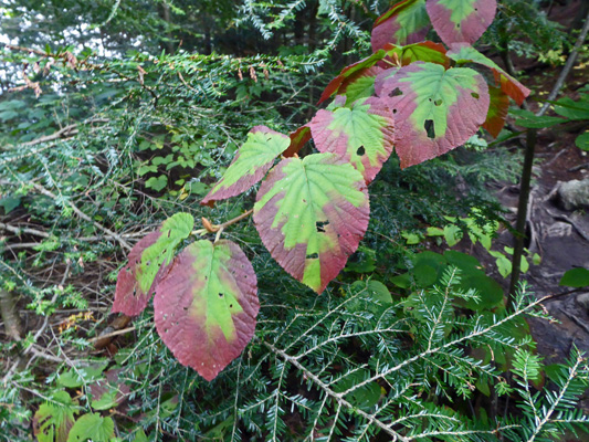 Fall color leaves