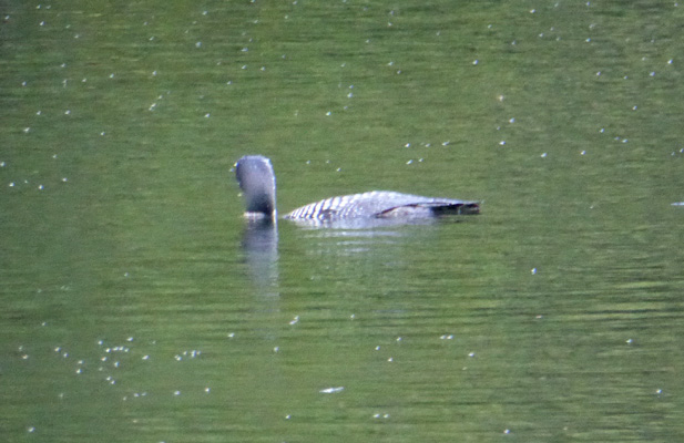 Loon Peck Lake Algonquin PP