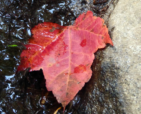Red fall leaf on trail