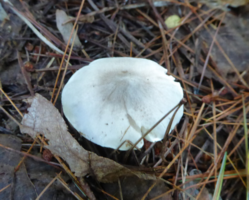Mushroom Peck Lake Algonquin PP