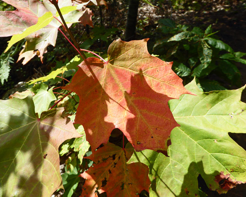 Orange fall leaves