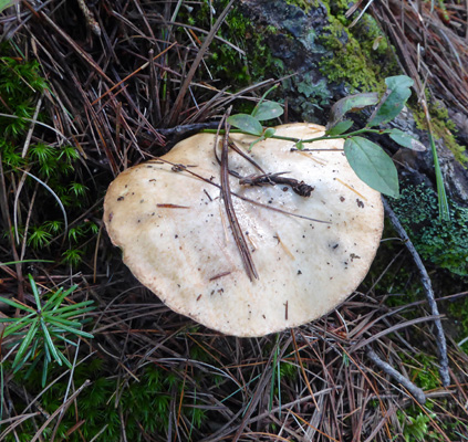 Mushroom Peck Lake Algonquin PP