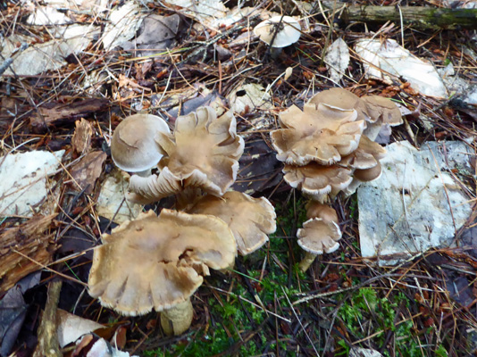Mushroom Peck Lake Algonquin PP