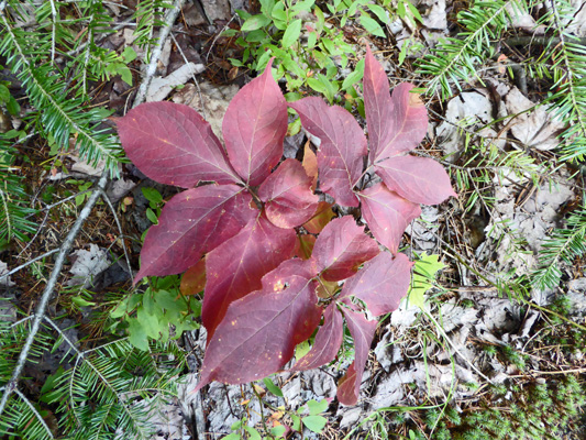 Maroon fall color