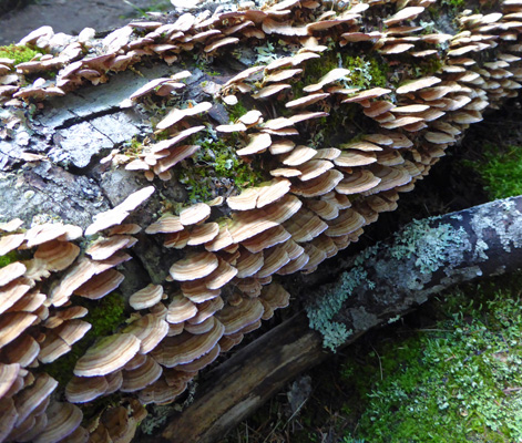 Tree fungus Peck Lake Algonquin