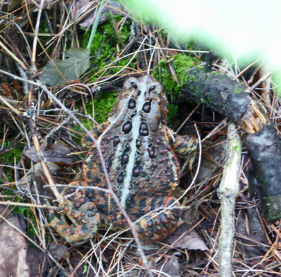 Northern leopard frog