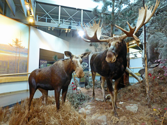 Algonquin Visitor Center moose