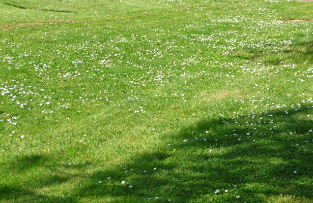 Lawn daisies at Timber Valley SKP Park