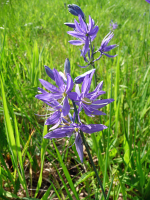 common camas (Camassia quamash)