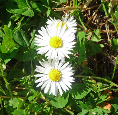 Lawn daisies (Bellis perennis)