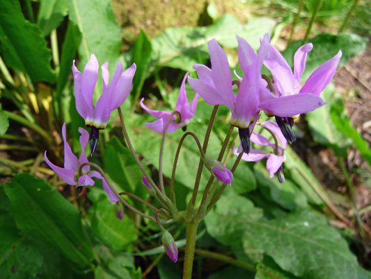 Henderson’s Shooting Stars (Dodecatheon hendersonii)