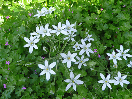 White Hyacinth (Triteleia hyacinthina)