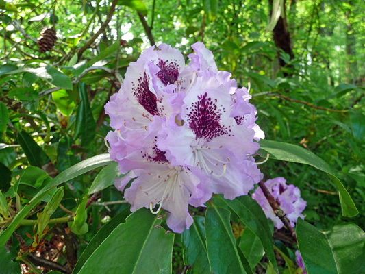 Purple rhododendron Champoeg State Park