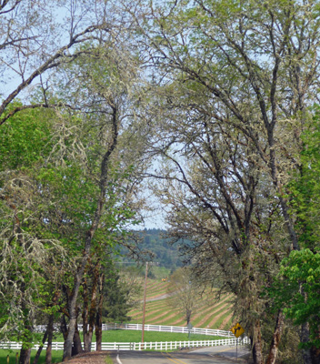 Near Rochester Covered Bridge Sutherlin, OR