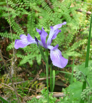 Oregon Irises (Iris tenax)