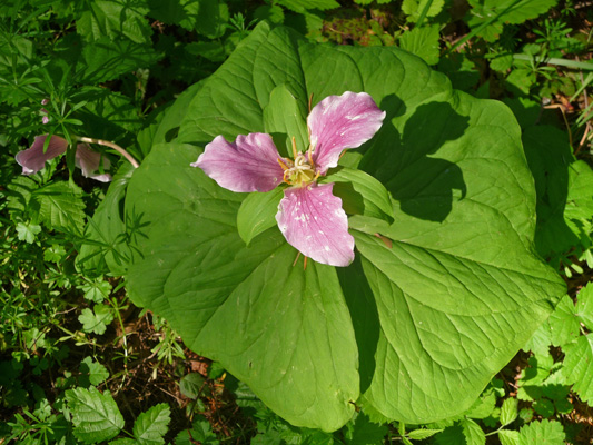 Western Trillium (Trillium ovatum)