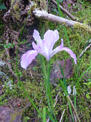 Oregon Iris (Iris tenax)