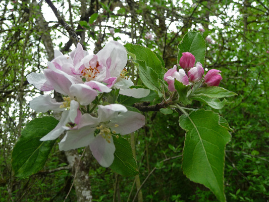 Apple blossoms Champoeg SP