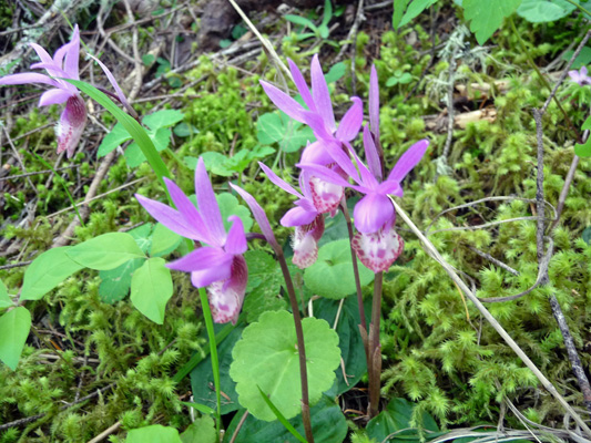 Fairyslippers (Calypso bulbosa)