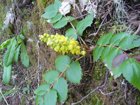 Oregon Grape (Mahonia nervosa)