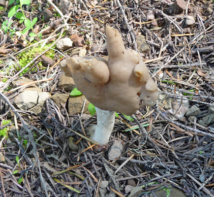 Odd fungus trail at Coooper Creek Reservoir